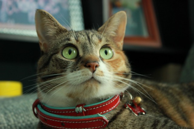 Коты и Кошки
