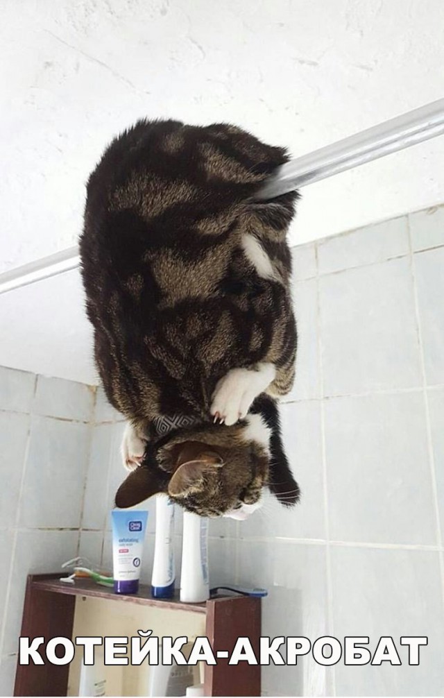 Коты и Кошки