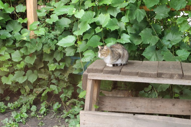 Мой личный "Котоленд" 91
