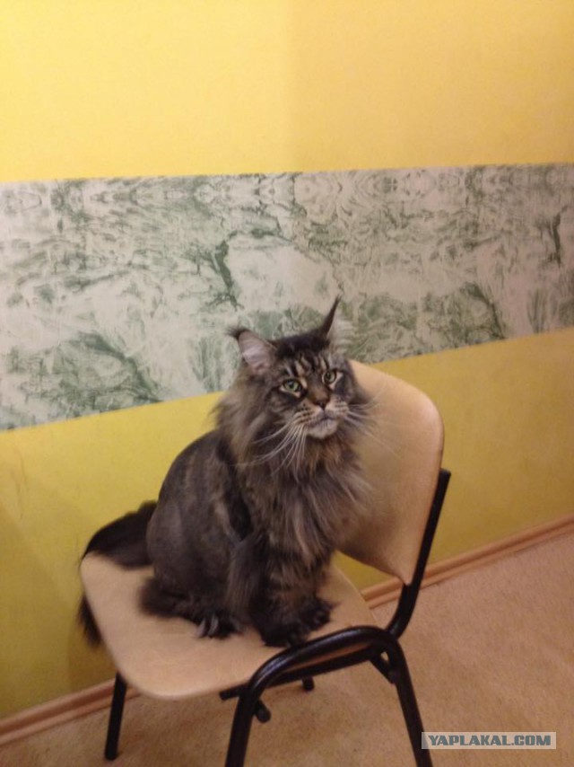 Котовторник  10.10.2017