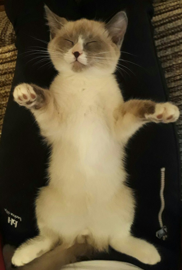 Коты и Кошки
