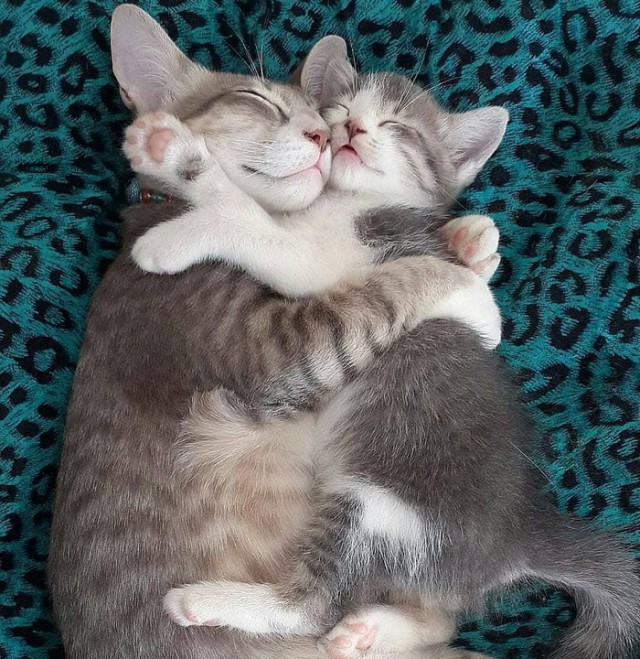 Коты и Кошки