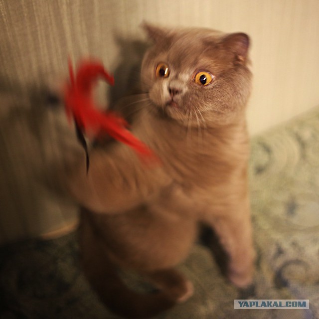 Котовторник!