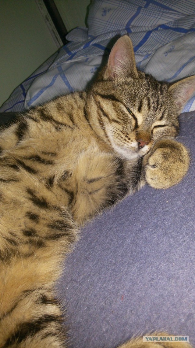 Котовторник 30.01.2018