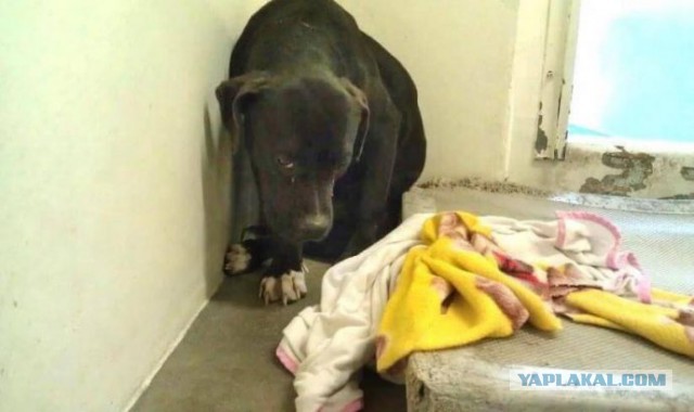 Он лежал и смотрел в пол, ожидая врачей с последним уколом… Но неожиданно пёс увидел животное, которое перевернуло его жизнь!