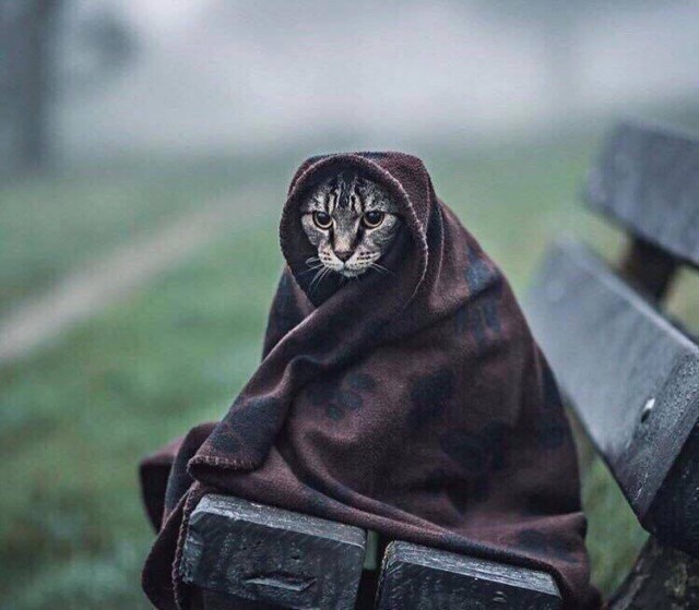 Кот без прикрас