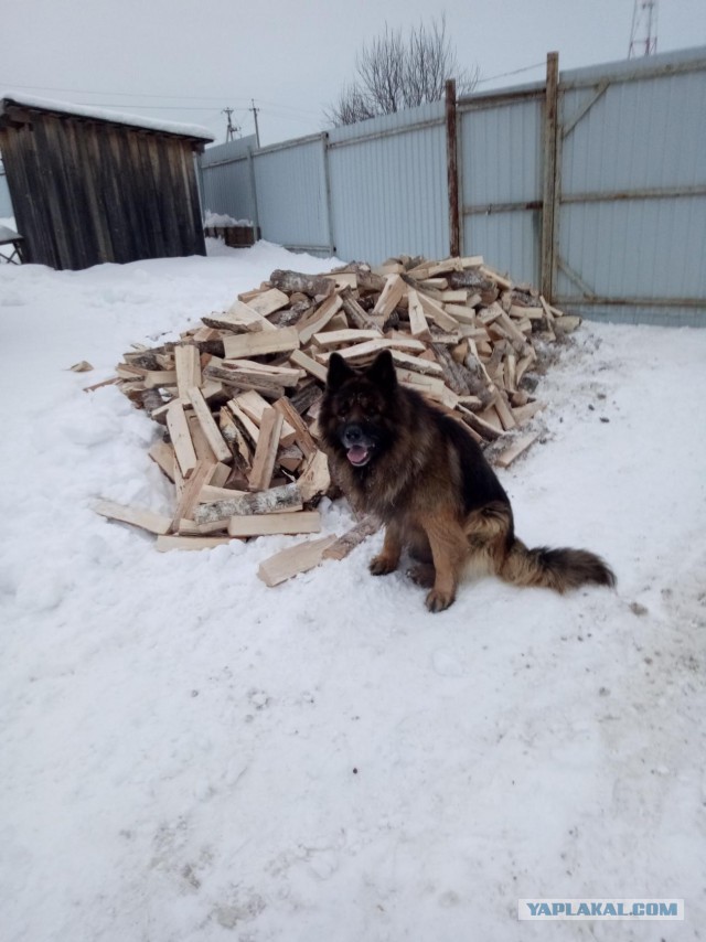 Мастино наполетано