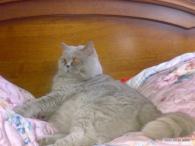 Котовторник на ЯПлакалъ 08.07.2008