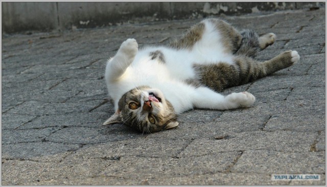 Уррааа! Котовторник на ЯПлакалъ!