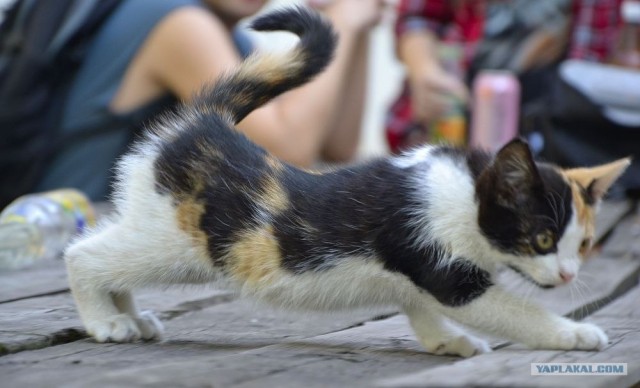 Котовторник на середину июня