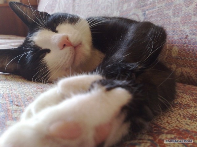 Котовторник в "КотоГетто"