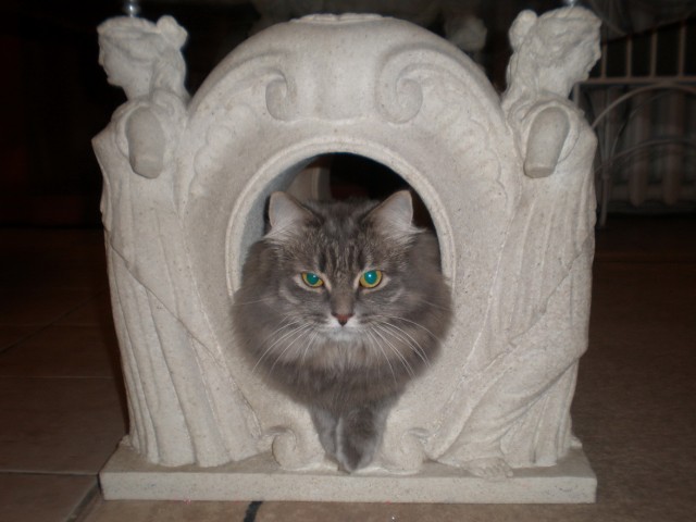 Котовторник 1.11.11