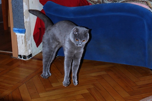 Котовторник 20.12.2011