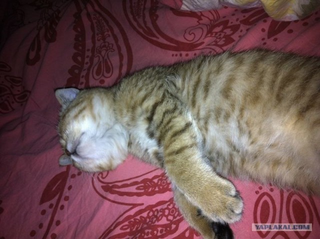 Котовторник (28.02.2012)