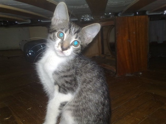 Котовторник 29.05.2012