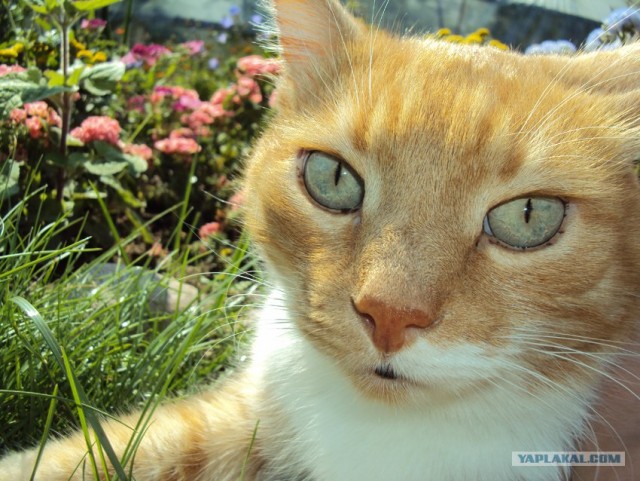 Котовторник  19.06.2012