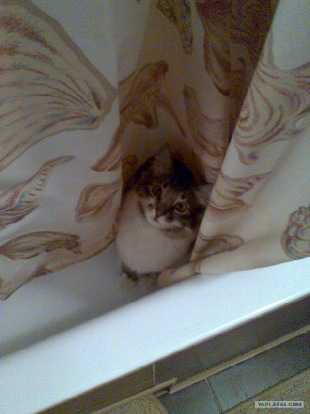 Котовторник  17.07.2012