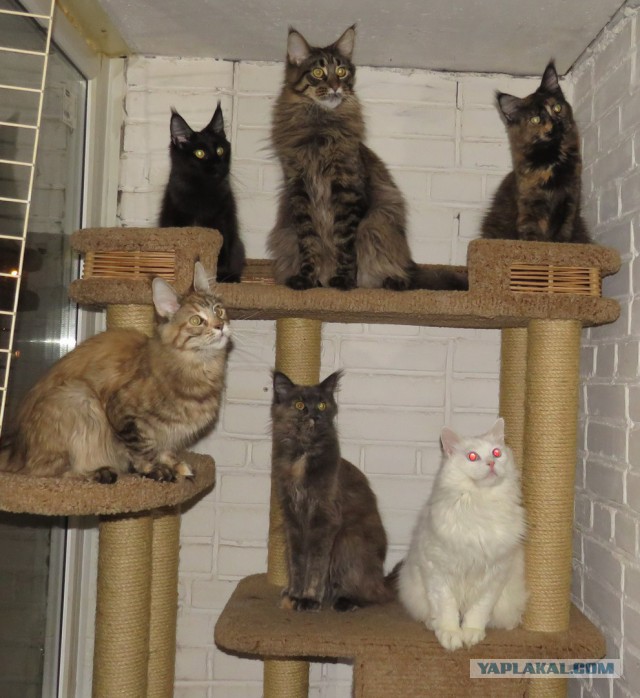 20 снимков с кисточками, доказывающих, что прекраснее мейн-кунов могут быть лишь котята мейн-кунов