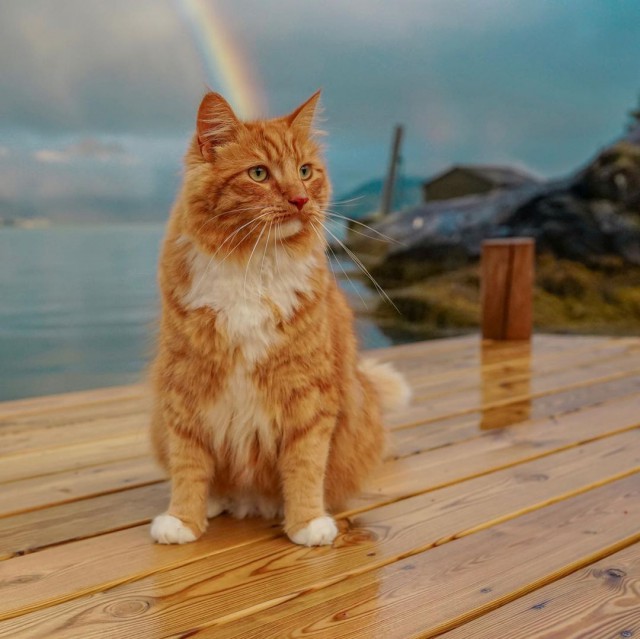 Котовторник однако