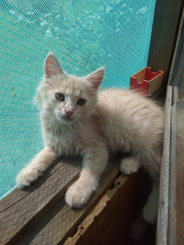 Забавные фото котеек
