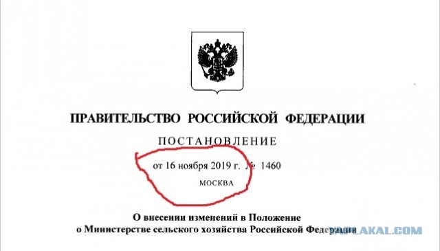Власти взяли под контроль сбор грибов, ягод и берёзового сока