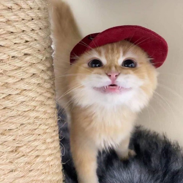 Котофеев пост