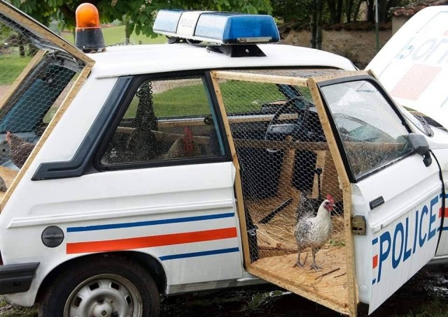 Эти забавные животные