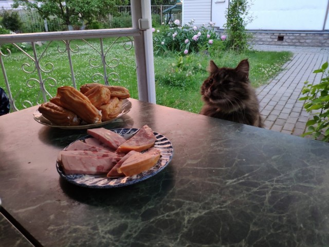 Эти забавные животные