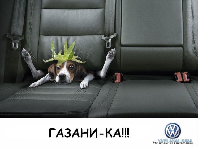 Фотожаба: Лето, фрукты, генетика!