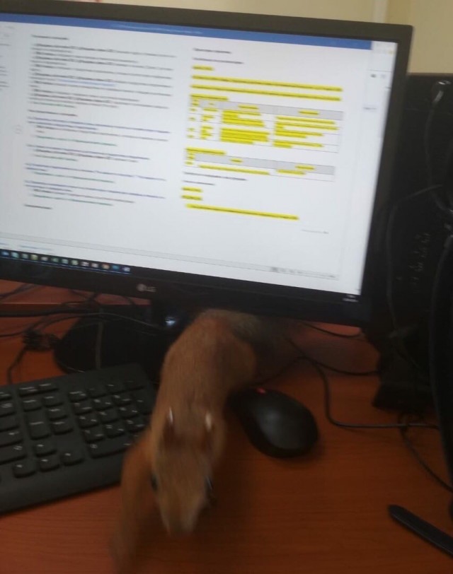Эти забавные животные