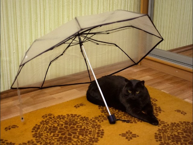 Моя красотка