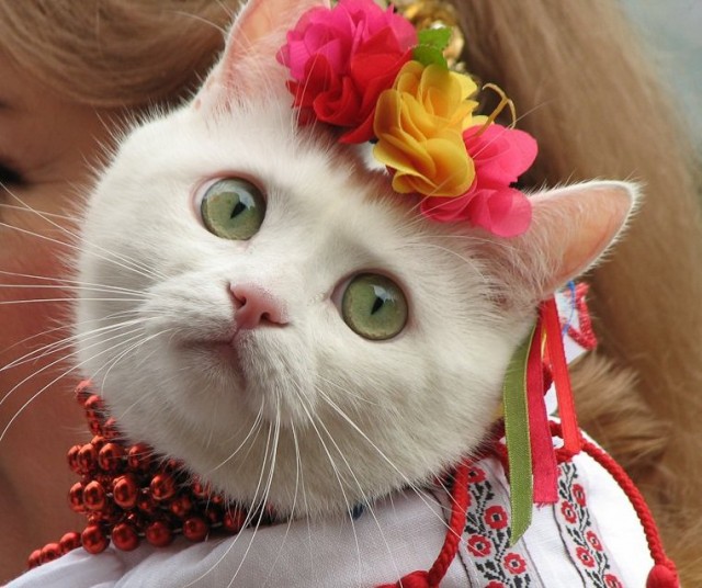 Котовторник!