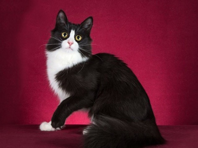 Про кота