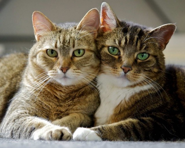 Которник