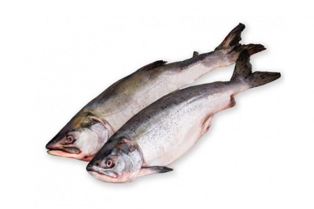 В Норвегии Александр поймал 35 русских лососей, которые могут стать угрозой для норвежских нерестовых рек