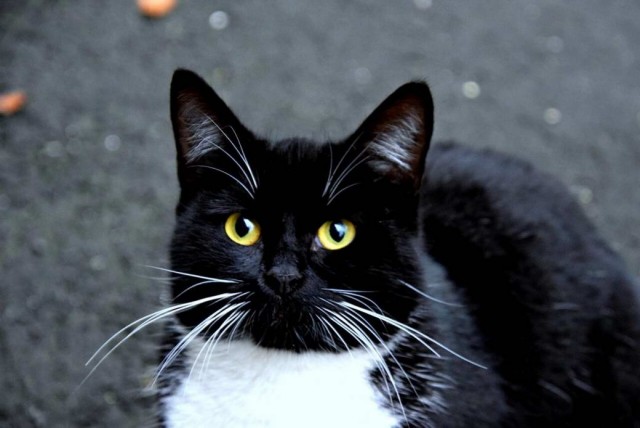 Разные котики