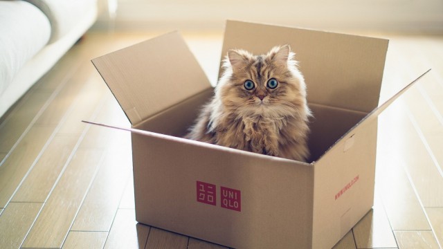 Котовторник! Пара фоток суровых котов.