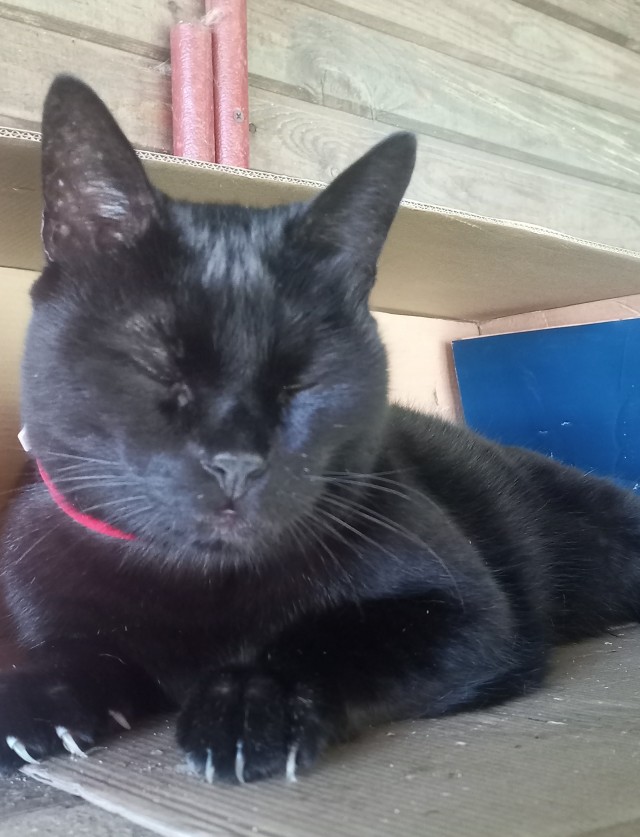 На котовторник
