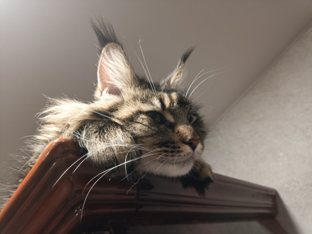 Кошка