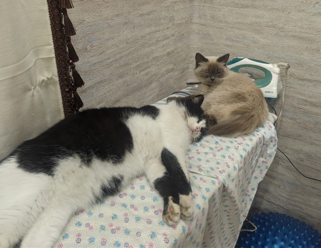Котовторник