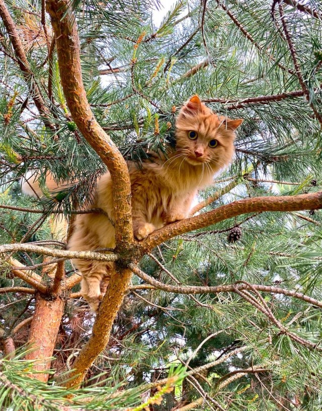 Как Вам котик?