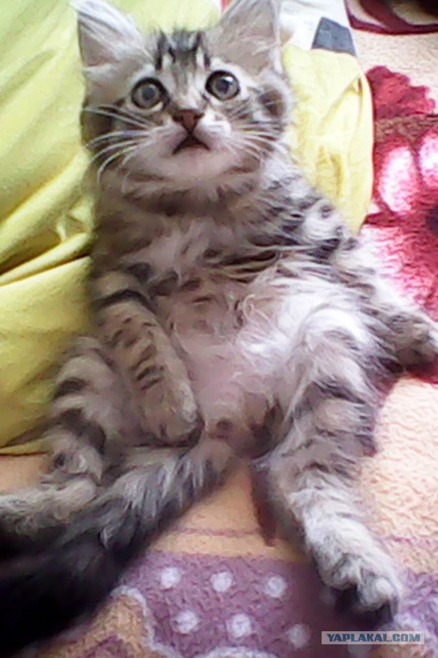 Реклама... (Эпическая)