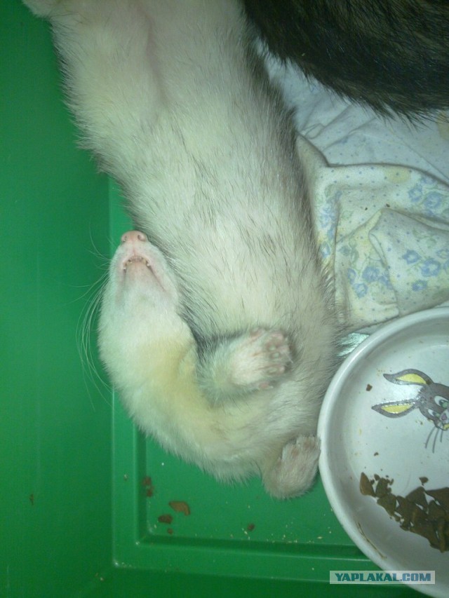 Новорожденные хорята (видео)