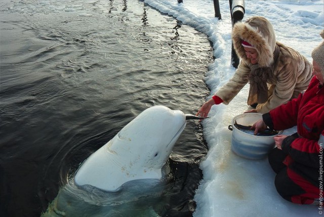 Как мы кормили белуху