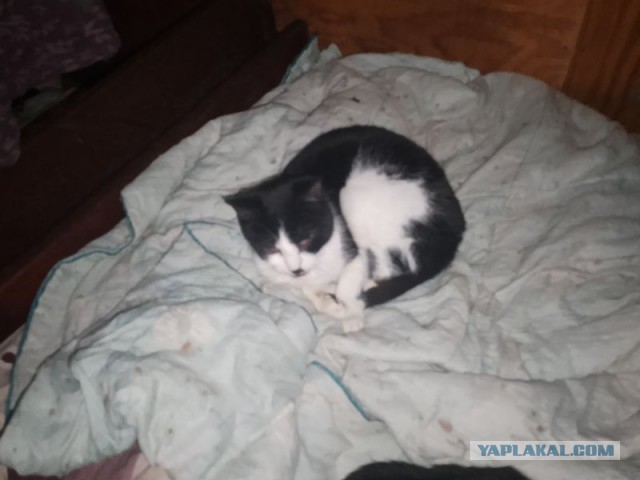 Жизнь домашнего приюта для котеек 473