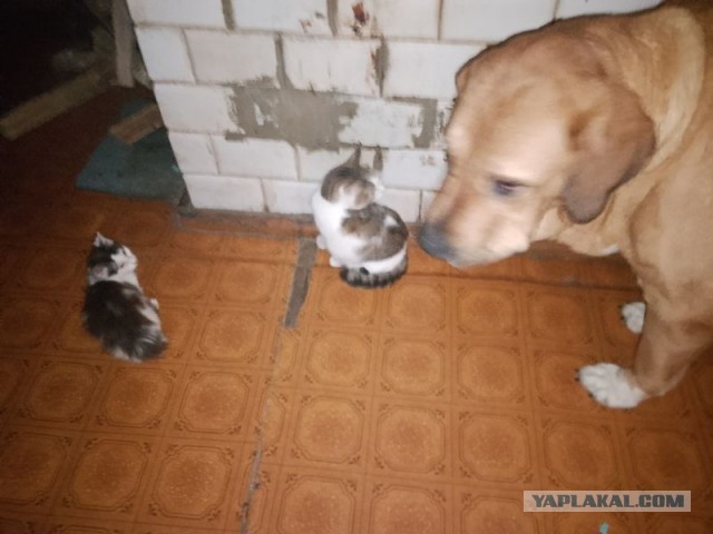 Жизнь домашнего приюта для котеек 477