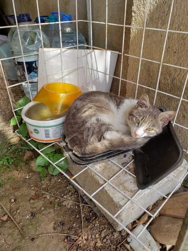 Стамбульские котики