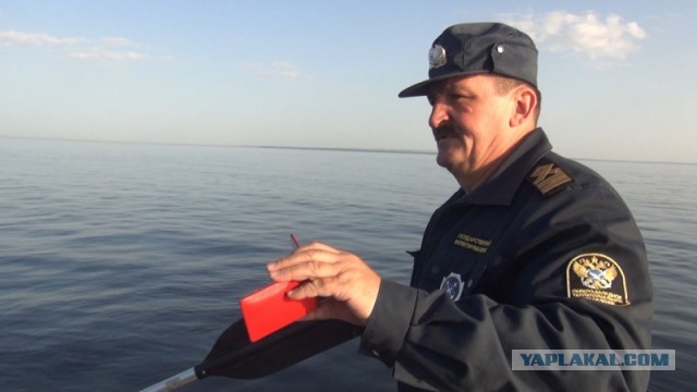 Про салаку