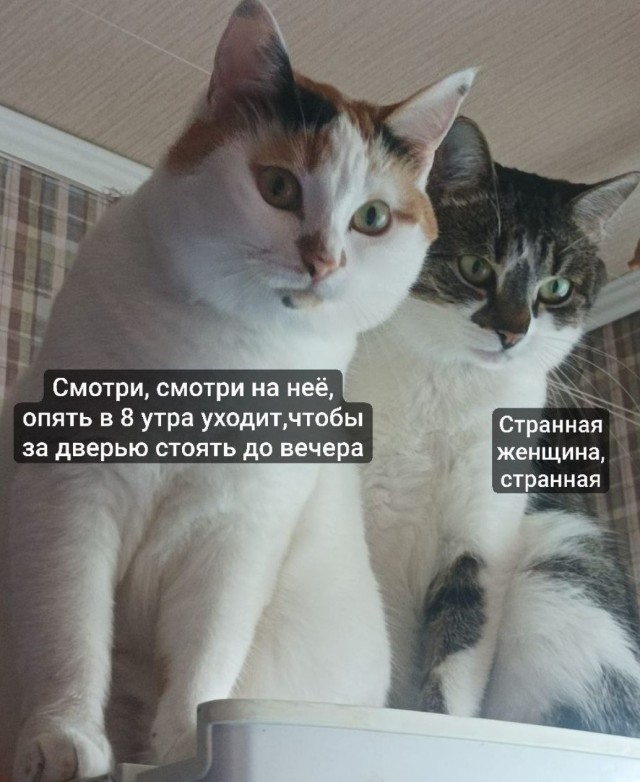 Финалисты фотоконкурса смешных домашних животных