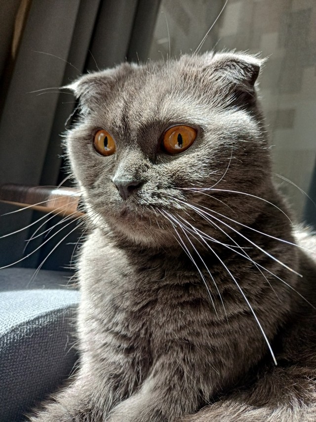 Котовторник